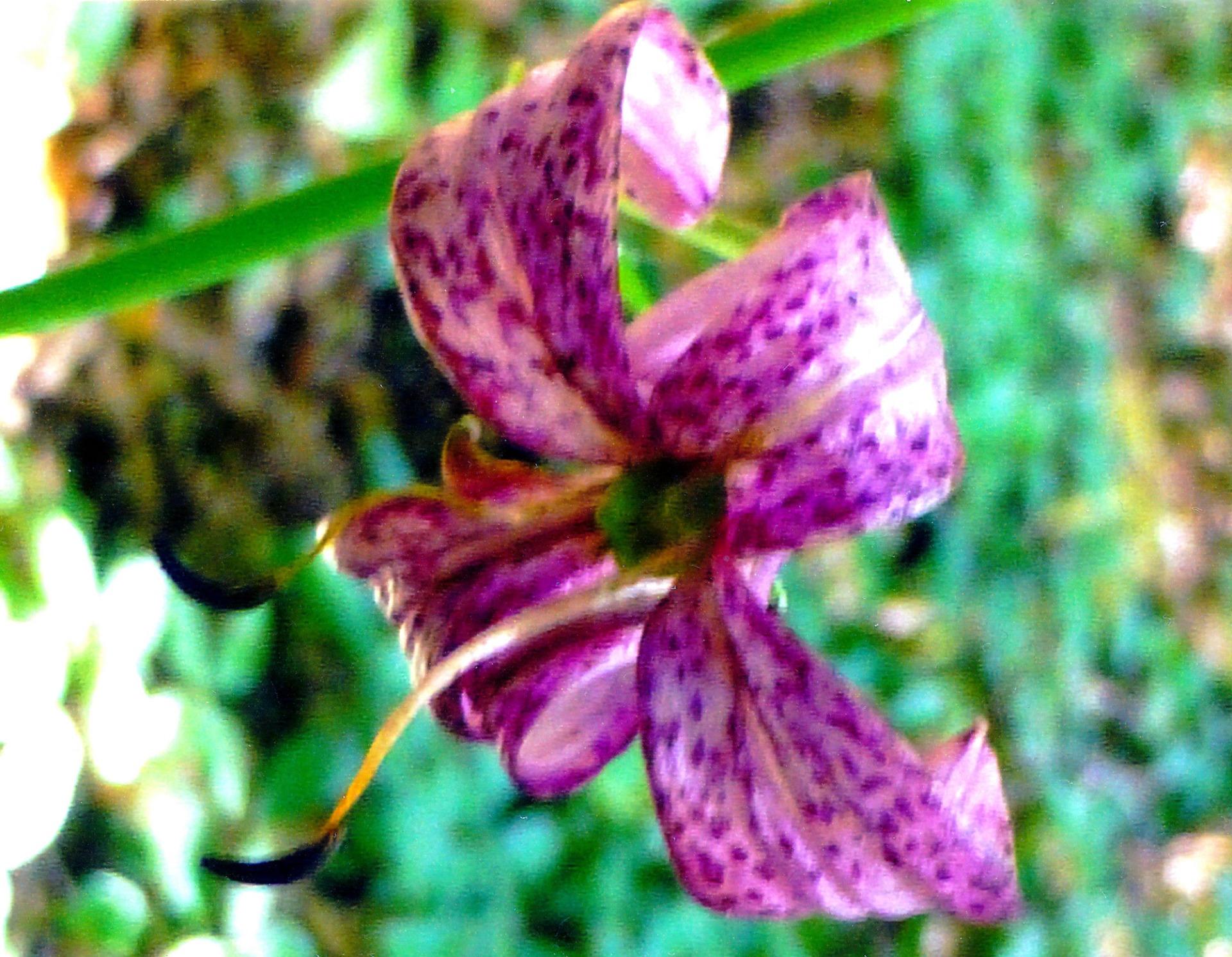 Rehwild äst gerne die Blüten und Blätter des Türkenbunds und gefährdet damit diese besonders schutzwürdige Blütenpflanze