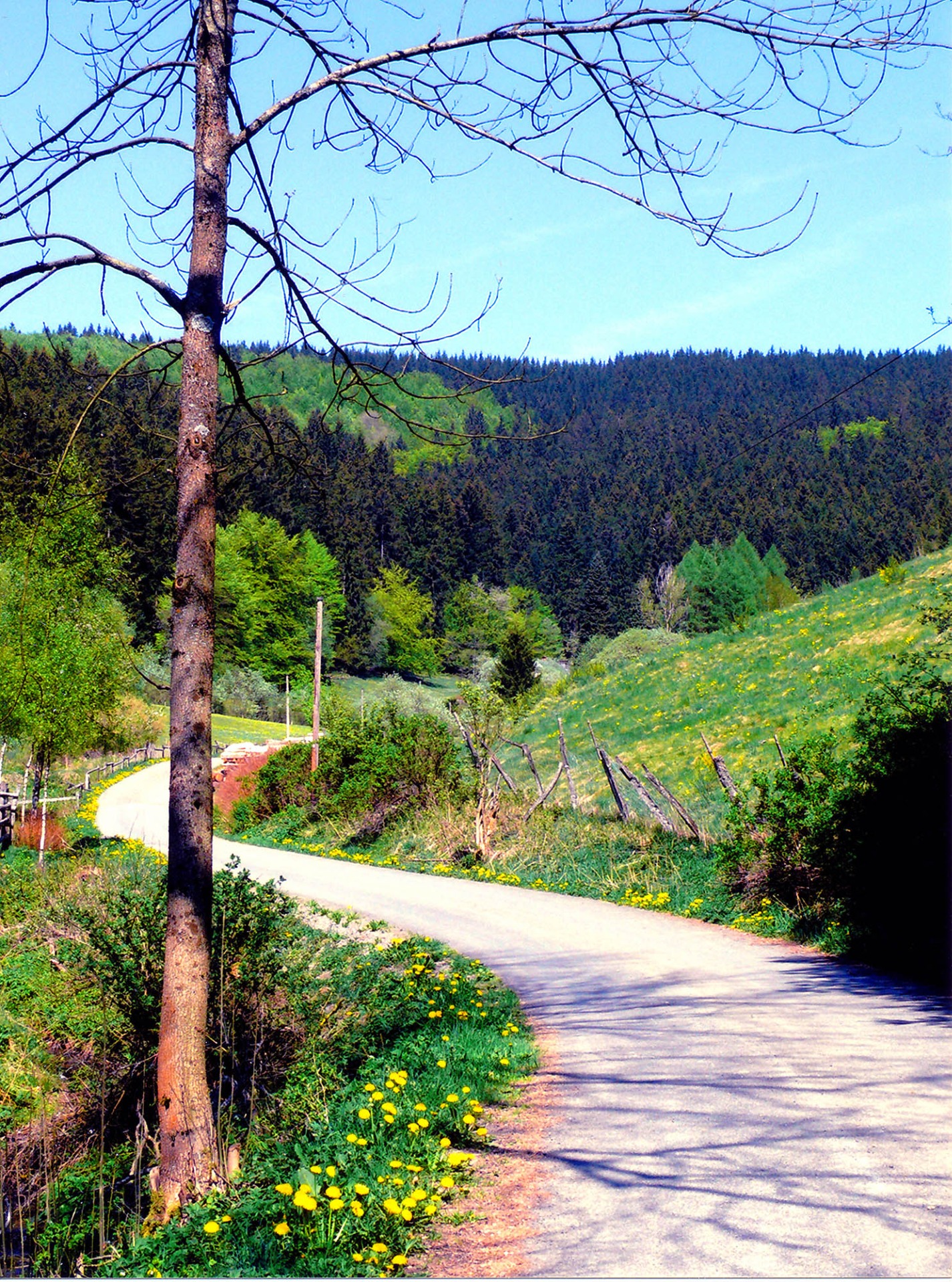 Auf geschwungenem Weg zum Alten Forsthaus hoch