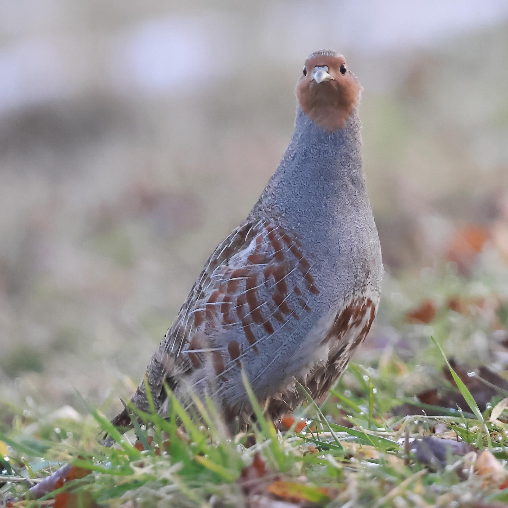 Das Foto eines Rebhuhns ist in der Medebacher Bucht von Werner Komischke aufgenommen worden
